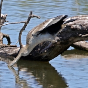 Anhinga novaehollandiae at Fyshwick, ACT - 1 Jan 2018