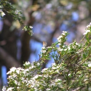 Nacaduba biocellata at Kambah, ACT - 27 Dec 2017 12:00 AM