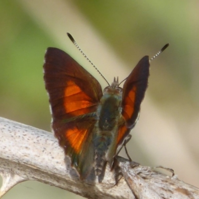 Paralucia aurifera (Bright Copper) at Tidbinbilla Nature Reserve - 26 Dec 2017 by Christine