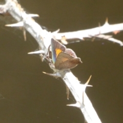 Paralucia aurifera at Paddys River, ACT - 27 Dec 2017