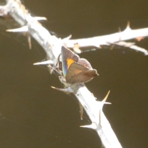 Paralucia aurifera at Paddys River, ACT - 27 Dec 2017 12:00 AM