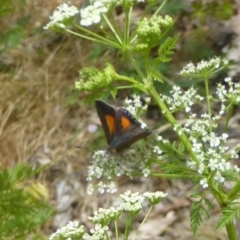 Paralucia aurifera at Paddys River, ACT - 27 Dec 2017 12:00 AM