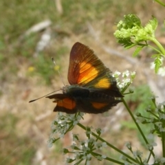 Paralucia aurifera at Paddys River, ACT - 27 Dec 2017 12:00 AM