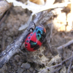 Choerocoris paganus at Kambah, ACT - 27 Dec 2017