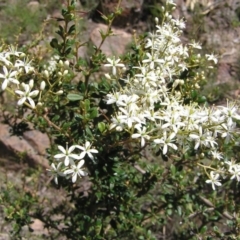 Bursaria spinosa (Native Blackthorn, Sweet Bursaria) at Kambah, ACT - 27 Dec 2017 by MatthewFrawley