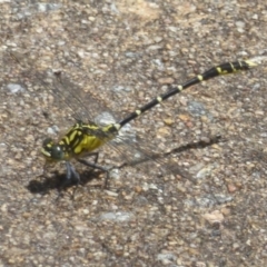 Hemigomphus gouldii (Southern Vicetail) at Paddys River, ACT - 26 Dec 2017 by Christine