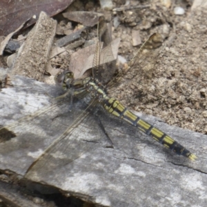 Orthetrum caledonicum at Paddys River, ACT - 27 Dec 2017 12:00 AM