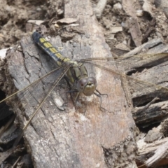 Orthetrum caledonicum at Paddys River, ACT - 27 Dec 2017 12:00 AM