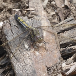 Orthetrum caledonicum at Paddys River, ACT - 27 Dec 2017 12:00 AM