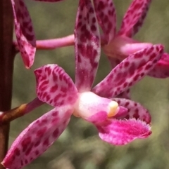 Dipodium punctatum (Blotched Hyacinth Orchid) at Googong, NSW - 1 Jan 2018 by Wandiyali