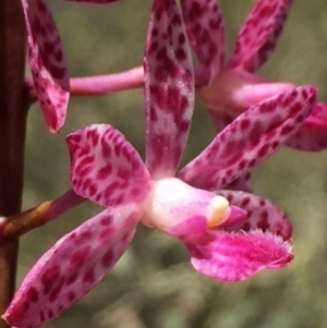 Dipodium punctatum at Googong, NSW - suppressed