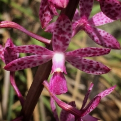 Dipodium punctatum at Googong, NSW - suppressed