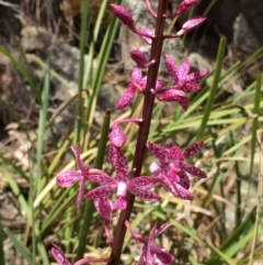 Dipodium punctatum at Googong, NSW - suppressed