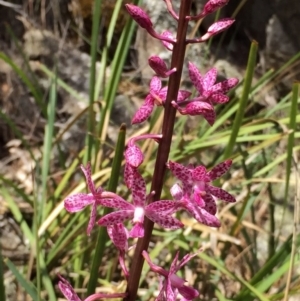 Dipodium punctatum at Googong, NSW - suppressed