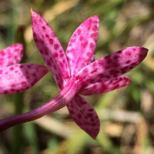 Dipodium punctatum at Googong, NSW - suppressed