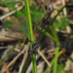 Austroargiolestes icteromelas (Common Flatwing) at Tidbinbilla Nature Reserve - 27 Dec 2017 by JohnBundock