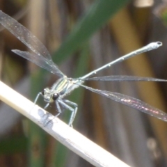 Austroargiolestes icteromelas (Common Flatwing) at Paddys River, ACT - 26 Dec 2017 by Christine