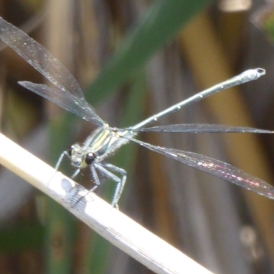 Austroargiolestes icteromelas (Common Flatwing) at Paddys River, ACT - 26 Dec 2017 by Christine