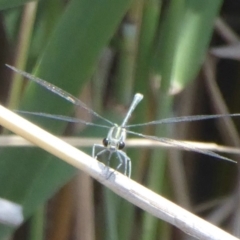 Austroargiolestes icteromelas at Paddys River, ACT - 27 Dec 2017