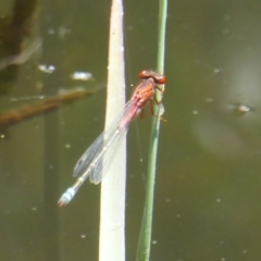 Xanthagrion erythroneurum (Red & Blue Damsel) at Paddys River, ACT - 27 Dec 2017 by Christine