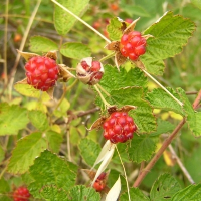 Rubus parvifolius (Native Raspberry) at Point Hut Hill - 27 Dec 2017 by MatthewFrawley