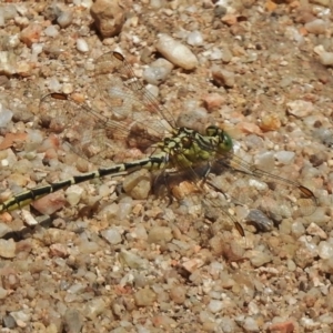 Austrogomphus guerini at Paddys River, ACT - 27 Dec 2017 01:07 PM