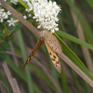 Heteronympha merope at Gordon, ACT - 28 Dec 2017 12:00 AM