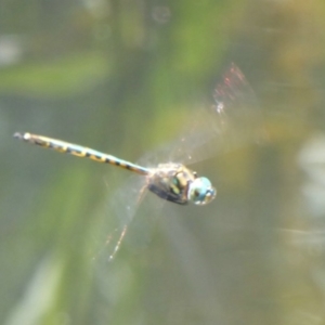 Hemicordulia australiae at Paddys River, ACT - 27 Dec 2017