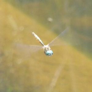 Hemicordulia australiae at Paddys River, ACT - 27 Dec 2017