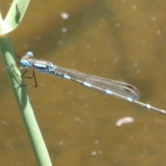 Austrolestes leda (Wandering Ringtail) at Tidbinbilla Nature Reserve - 26 Dec 2017 by Christine