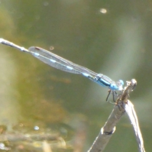 Austrolestes leda at Paddys River, ACT - 27 Dec 2017