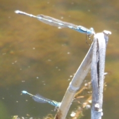 Austrolestes leda at Paddys River, ACT - 27 Dec 2017