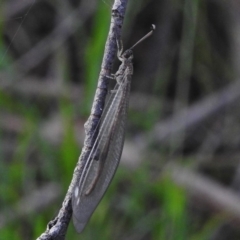 Myrmeleontidae (family) (Unidentified Antlion Lacewing) at Greenway, ACT - 28 Dec 2017 by JohnBundock