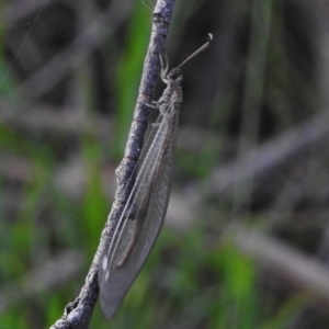 Myrmeleontidae (family) at Greenway, ACT - 28 Dec 2017