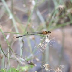 Nososticta solida (Orange Threadtail) at Point Hut to Tharwa - 28 Dec 2017 by MatthewFrawley