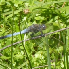 Orthetrum caledonicum (Blue Skimmer) at Paddys River, ACT - 27 Dec 2017 by Christine