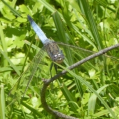 Orthetrum caledonicum at Paddys River, ACT - 27 Dec 2017