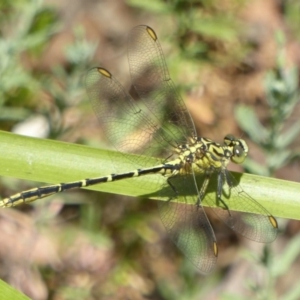 Austrogomphus guerini at Paddys River, ACT - 27 Dec 2017 12:00 AM