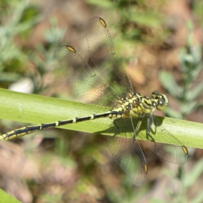 Austrogomphus guerini (Yellow-striped Hunter) at Paddys River, ACT - 26 Dec 2017 by Christine