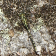 Austrogomphus guerini at Paddys River, ACT - 27 Dec 2017 12:00 AM