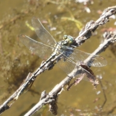 Austrogomphus guerini (Yellow-striped Hunter) at Tidbinbilla Nature Reserve - 26 Dec 2017 by Christine