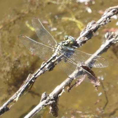 Austrogomphus guerini (Yellow-striped Hunter) at Tidbinbilla Nature Reserve - 26 Dec 2017 by Christine