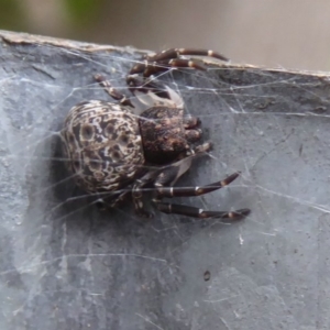 Cymbacha ocellata at Flynn, ACT - 29 Dec 2017