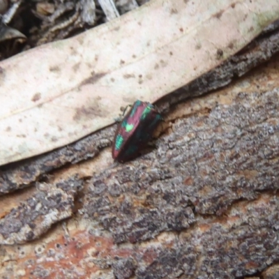 Melobasis purpurascens (A jewel beetle) at Flynn, ACT - 28 Dec 2017 by Christine
