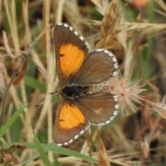 Lucia limbaria (Chequered Copper) at Bullen Range - 27 Dec 2017 by JohnBundock