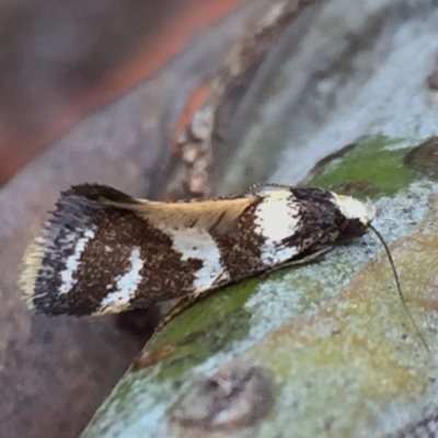 Isomoralla eriscota (A concealer moth) at QPRC LGA - 24 Dec 2017 by Wandiyali