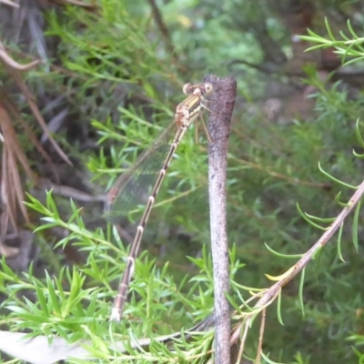 Austrolestes analis (Slender Ringtail) at Flynn, ACT - 29 Dec 2017 by Christine