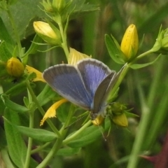 Zizina otis (Common Grass-Blue) at Greenway, ACT - 27 Dec 2017 by JohnBundock