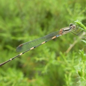 Austrolestes leda at Flynn, ACT - 29 Dec 2017 12:00 AM