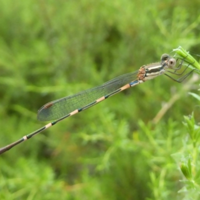 Austrolestes leda (Wandering Ringtail) at Flynn, ACT - 28 Dec 2017 by Christine